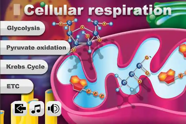 Play Biology Cellular Respiration L