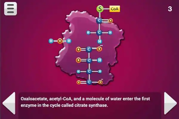 Play Biology Cellular Respiration L