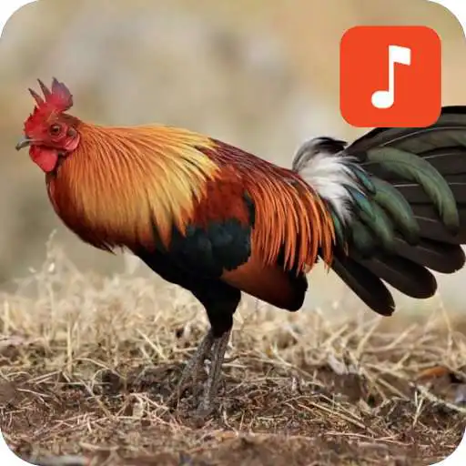 Run free android online Bird and chicken sounds APK