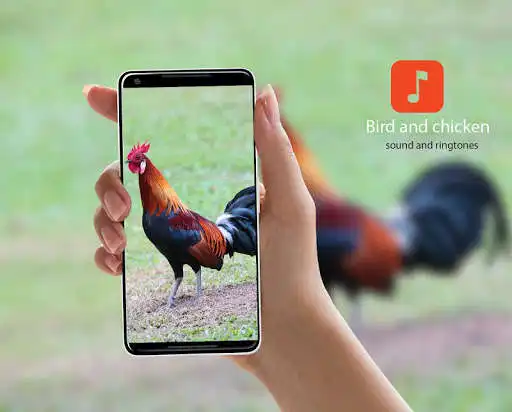 Play APK Bird and chicken sounds  and enjoy Bird and chicken sounds with UptoPlay manit.dev.sound.AnimalcallFree