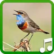 Free play online Bird Calls and Sounds  APK