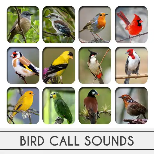 Play Bird Calls Sounds APK