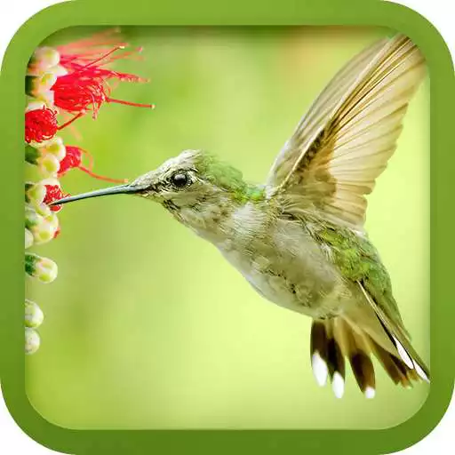 Free play online Bird Ringtones  APK