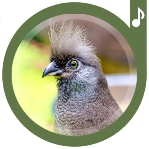 Run free android online Bird Sounds Ringtones APK