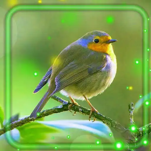 Play Birds Songs Live Wallpaper APK