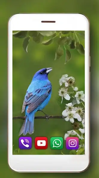 Play Birds Songs Live Wallpaper as an online game Birds Songs Live Wallpaper with UptoPlay