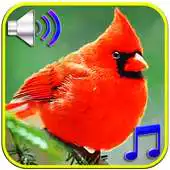 Free play online Birds sound ringtones  wallpapers APK