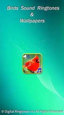 Play Birds sound ringtones  wallpapers