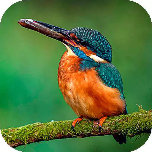 Play Birds Wallpaper HD : backgrounds & themes APK