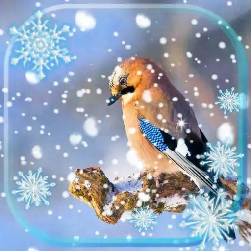 Play Birds Winter Live Wallpaper APK