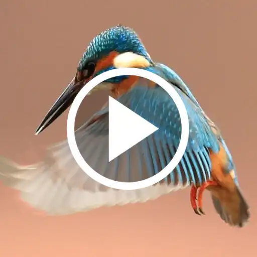 Play Bird Video Live Wallpaper APK