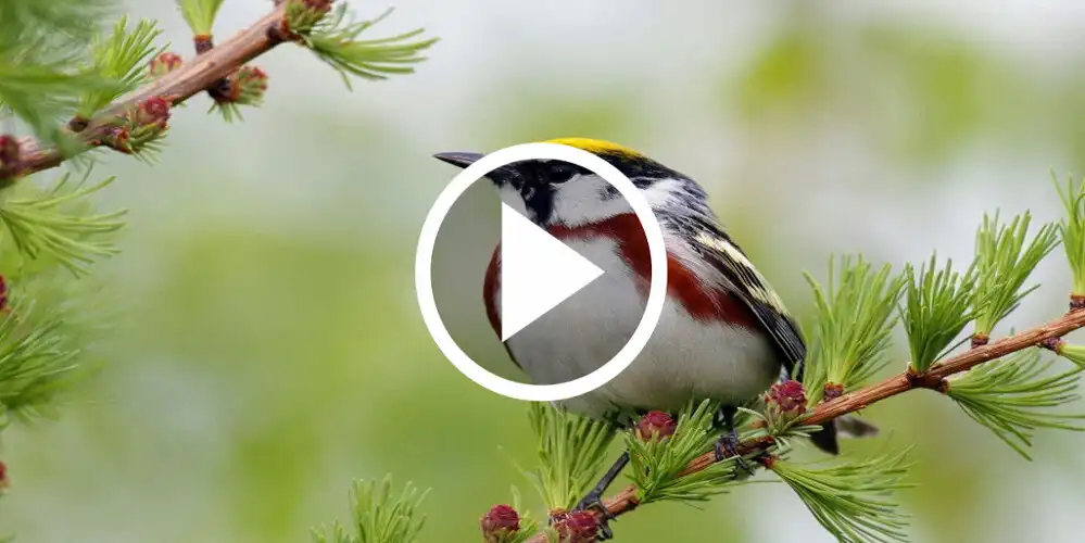 Play Bird Video Live Wallpaper  and enjoy Bird Video Live Wallpaper with UptoPlay