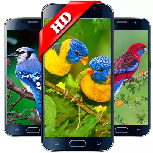 Run free android online Bird Wallpaper HD APK