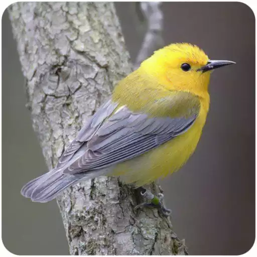 Play Bird Wallpaper APK