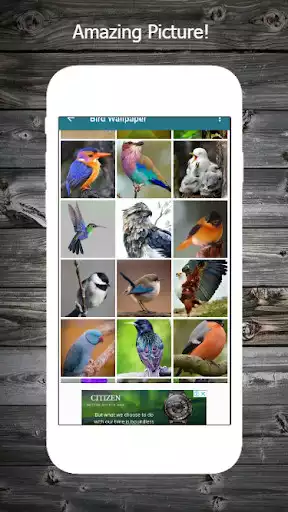 Play Bird Wallpaper  and enjoy Bird Wallpaper with UptoPlay