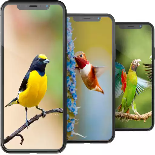 Play BIrd Wallpapers HD APK