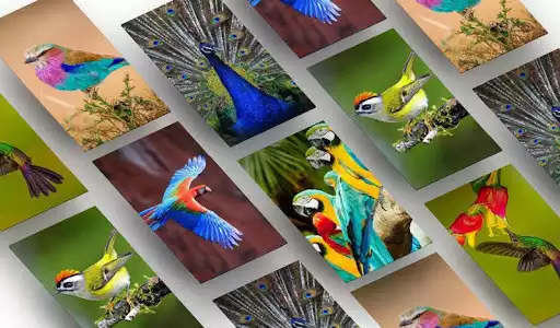 Play BIrd Wallpapers HD  and enjoy BIrd Wallpapers HD with UptoPlay