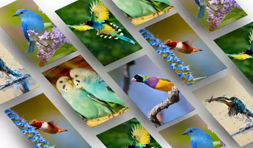 Play BIrd Wallpapers HD as an online game BIrd Wallpapers HD with UptoPlay