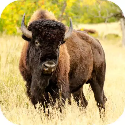 Play Bison Wallpaper APK