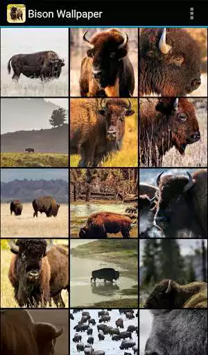 Play Bison Wallpaper  and enjoy Bison Wallpaper with UptoPlay