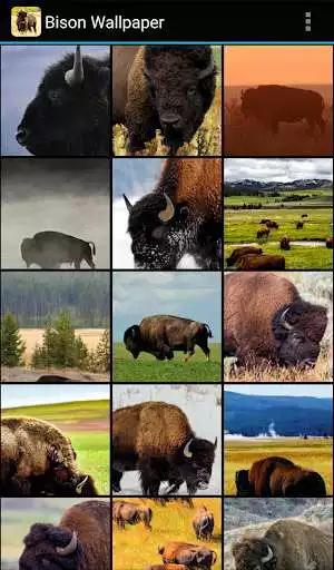 Play Bison Wallpaper as an online game Bison Wallpaper with UptoPlay