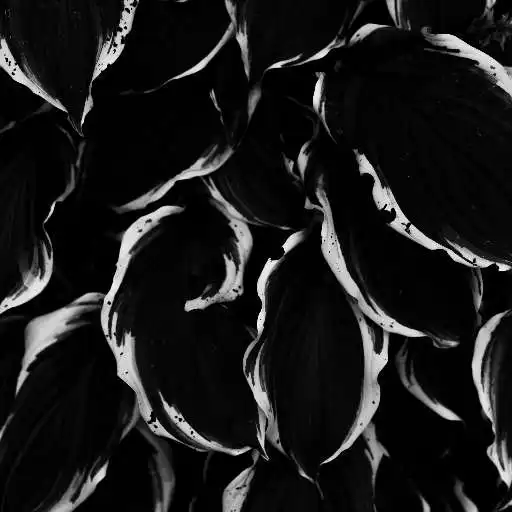 Play Black and White Wallpapers 4K APK