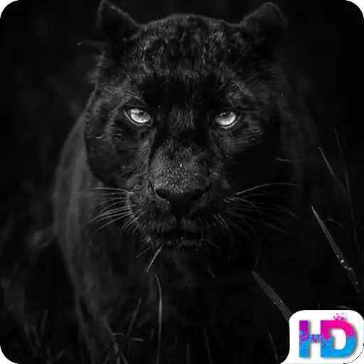 Play Black Panther Wallpapers APK