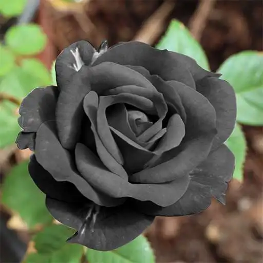 Play Black Rose HD Wallpaper APK