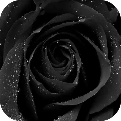 Free play online Black Rose Live Wallpaper APK