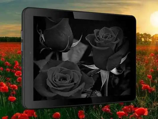 Play Black Rose Live Wallpaper