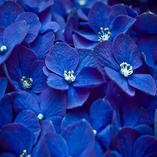 Play Blue Flowers Live Wallpaper APK