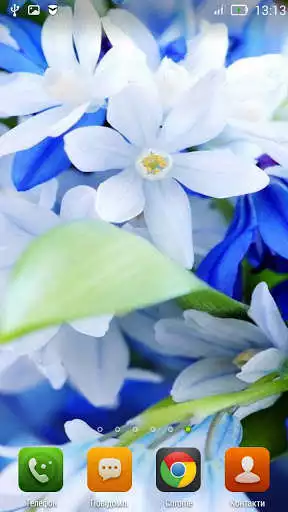 Play Blue Flowers Live Wallpaper  and enjoy Blue Flowers Live Wallpaper with UptoPlay