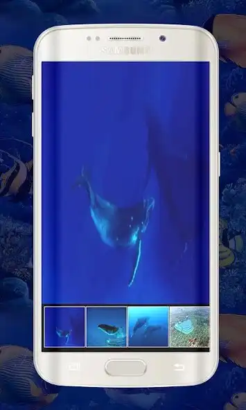 Blue Whale Live Wallpapers - Whale Animations online game with UptoPlay