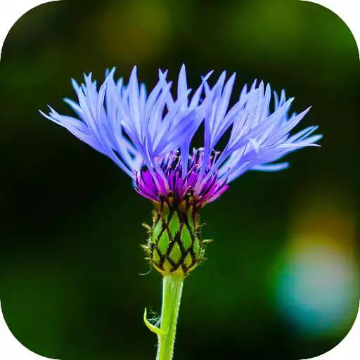 Play Blur Image - DSLR focus effect APK