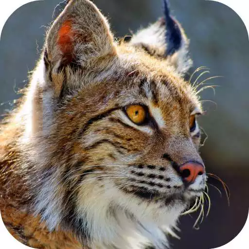 Play Bobcat Sounds APK