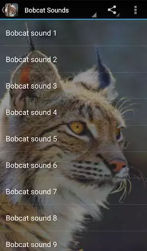 Play Bobcat Sounds  and enjoy Bobcat Sounds with UptoPlay