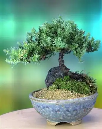 Play Bonsai Plant Ideas  and enjoy Bonsai Plant Ideas with UptoPlay