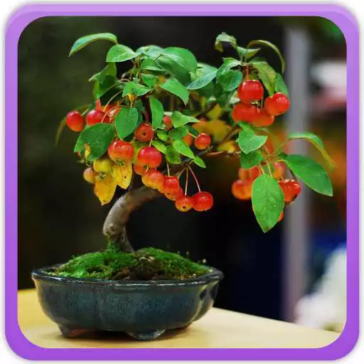 Play Bonsai Tree Gallery APK