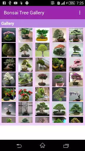 Play Bonsai Tree Gallery as an online game Bonsai Tree Gallery with UptoPlay