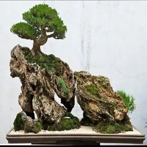 Play bonsai tree types APK