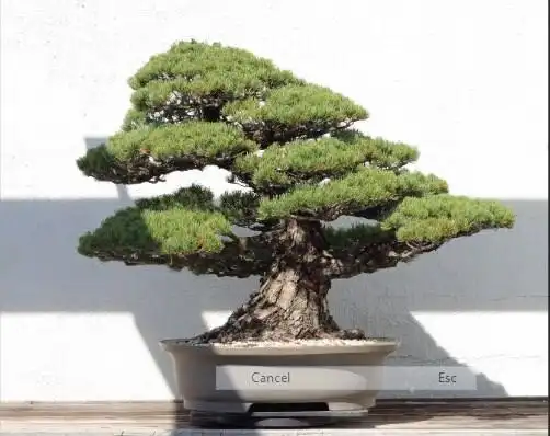 Play bonsai tree types  and enjoy bonsai tree types with UptoPlay