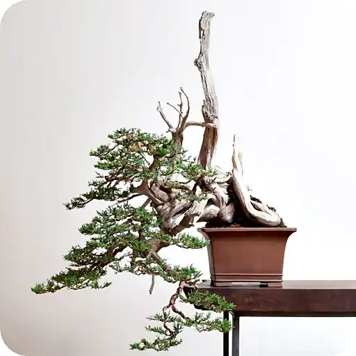 Play Bonsai Tree Wallpaper HD APK