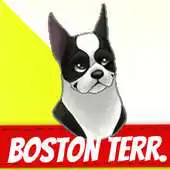 Free play online Boston Terrier APK