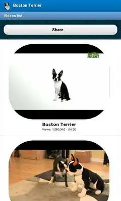 Play Boston Terrier