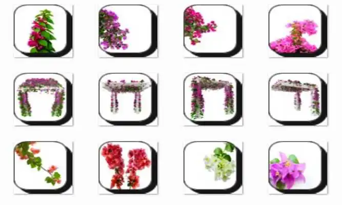 Play Bougainvillea Flower Onet Game