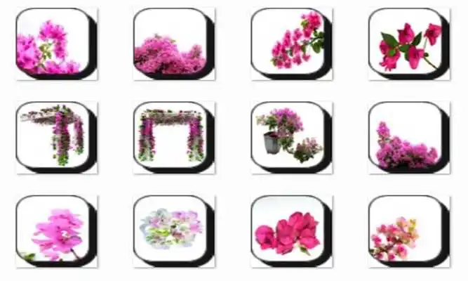 Play Bougainvillea Flower Onet Game