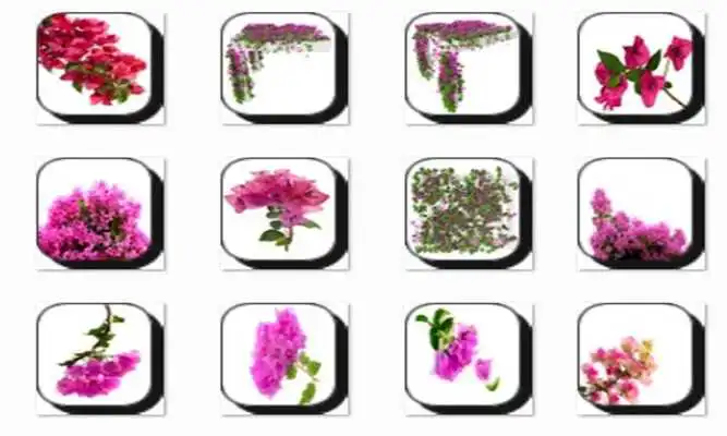 Play Bougainvillea Flower Onet Game