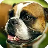 Free play online Boxer Dog Live Wallpaper APK