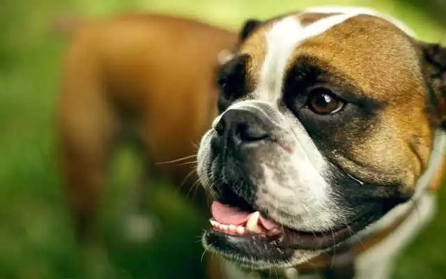 Play Boxer Dog Live Wallpaper