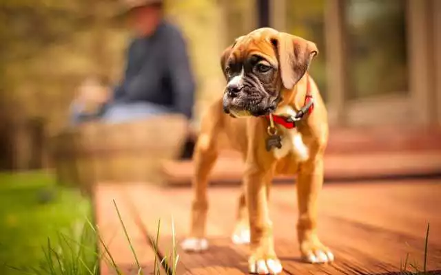 Play Boxer Dog Live Wallpaper